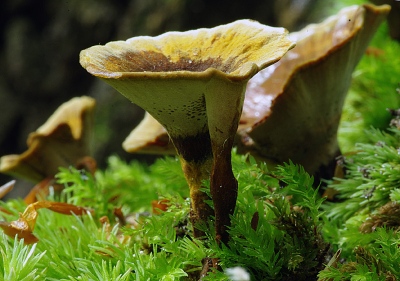 Natuur foto: Coltricia perennis / Tolzwam / Funnel polypore