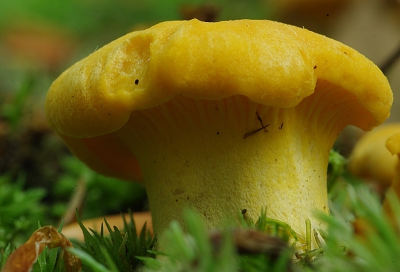 Natuur foto: Cantharellus cibarius / Cantharel / Chantarelle