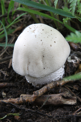 Natuur foto: Agaricus nivescens / Sneeuwwitte anijschampignon / -
