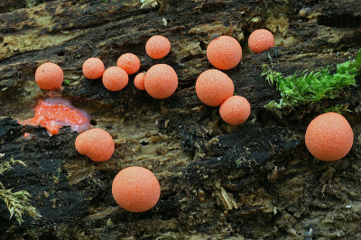 Natuur foto: Lycogula epidendrum / Bloedweizwam / -