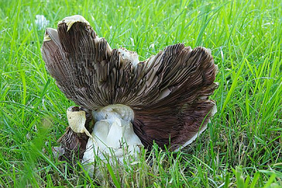 Natuur foto: Agaricus arvensis / Anijschampignon / Horse mushroom