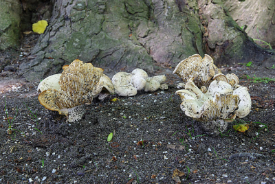Natuur foto: Calocybe gambosa / Voorjaarspronkridder / St George mushroom