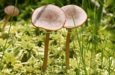 Natuur foto: Tephrocybe palustris / Veenmosgrauwkop / -