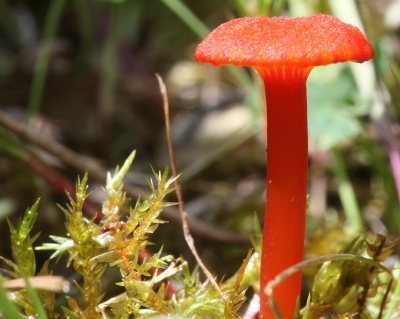 Natuur foto: Hygrocybe helobia / Broos Vuurzwammetje / -