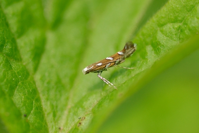Miniscuul beestje dus lastig op de foto te zetten.
Foto is 50% van het origineel. Miniscuul beestje dus lastig op de foto te zetten.
Foto is 50% van het origineel.