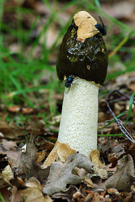Natuur foto: Phallus impudicus / Grote stinkzwam / Stinkhorn