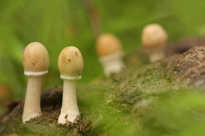 Natuur foto: Panaeolus sphinctrinus / Franjevlekplaat / Bell-shaped Panaeolus