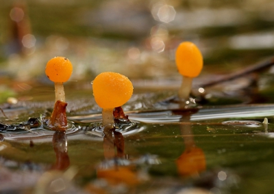 Natuur foto: Mitrula paludosa / Beekmijtertje / Bog beacon