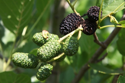 Natuur foto: Taphrina amentorum / Elzenvlag / -