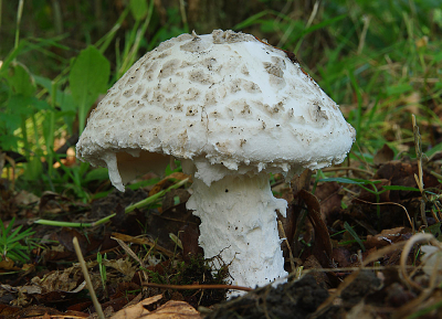 Natuur foto: Amanita strobiliformis / Franjeamaniet / -