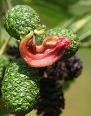 Taphrina amentorum / Elzenvlag / 