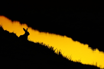 Lepus europaeus / Haas / Hare