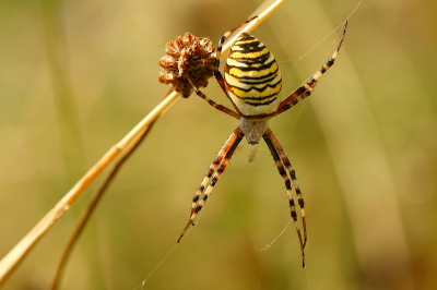 Argiope bruennichi / Wespspin / Wasp Spider
