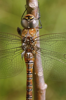 4. Aeshna Mixta / Paardenbijter