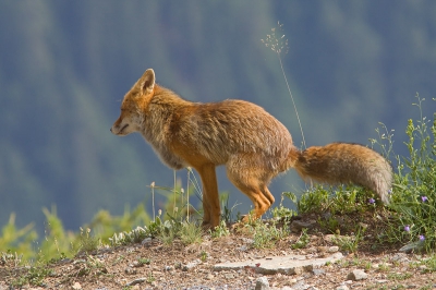 Natuur foto: 1. Vos
