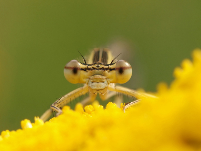 3. Platycnemis pennipes / Blauwe breedscheenjuffer / White-legged damselfly