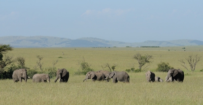 5. Loxodonta africana / Afrikaanse Olifant / African Elephant