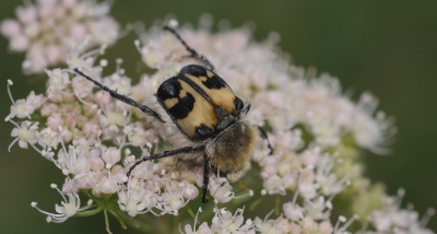 Natuur foto: Trichinus zonatus / Penseelkever / 