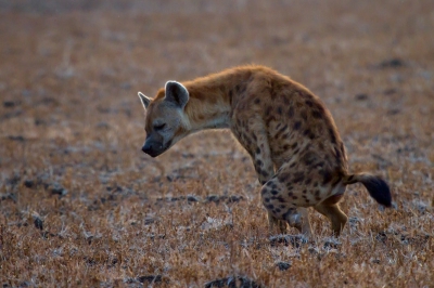 Natuur foto: Crocuta crocuta / Gevlekte Hyena / Spotted Hyaena