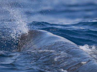 Natuur foto: Physeter macrocephalus / Potvis / Sperm whale