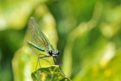 Natuur foto: Calopteryx splendens / Weidebeek juffer (vrouw) / Banded demoiselle (female)