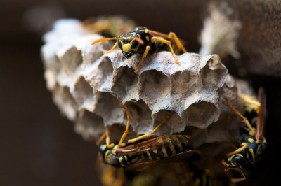 Natuur foto: Polistes dominula / Franse veldwesp / European paper wasp