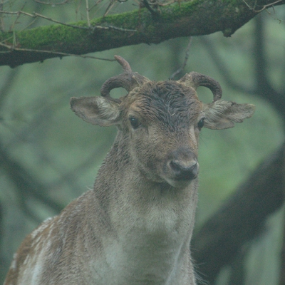 Onder belabberde lichtomstandigheden stond dit damhert ons aan te kijken. Als ik ervan uit mag gaan naarmate van een oudere leeftijd een kleiner gewei, dan is dit wel het oudste damhert die ik heb gezien in de AWD. Ook de oren zijn getekend door beleveissen in zijn leven. Toch bevindt hij zich nog tussen de jongere heren die strijden voor hun waardigheid maar een fikse klap met zijn geweitje uitdelen..... dat zit er niet meeer in.