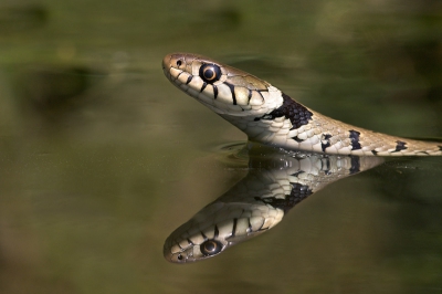 Natrix helvetica / Ringslang / Barred Grass Snake