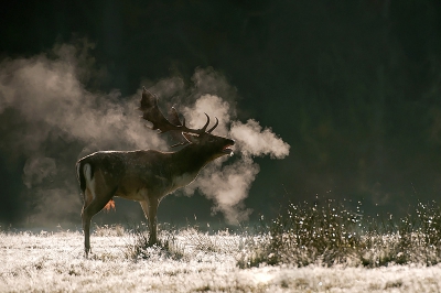 Dama dama / Damhert / Fallow Deer