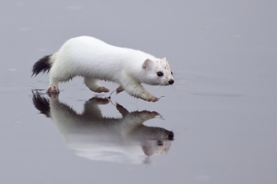 Mustela erminea / Hermelijn / Stoat