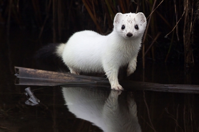 Mustela erminea / Hermelijn / Stoat