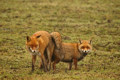 Vulpes vulpes / Vos / Red Fox