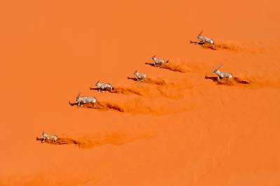 Oryx gazella / Gemsbok / Oryx
