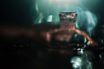 Lissotriton vulgaris / Kleine watersalamander / Common newt