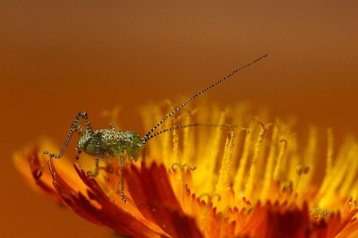 Leptophyes punctatissima / Struiksprinkhaan (nimf) / Specled bush cricket