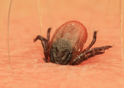Ixodes ricinus / Teek / Tick
