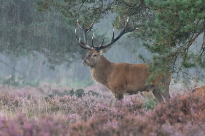 Cervus Elaphus / Edelhert / Red Deer