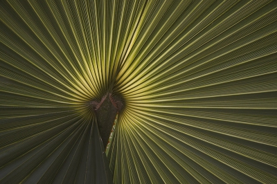 trachycarpus fortunei / Blad van een palmboom / -