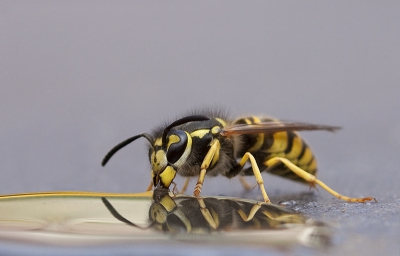 Vespula germanica / Duitse wesp / -
