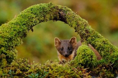 Martes martes / Boommarter / Pine marten