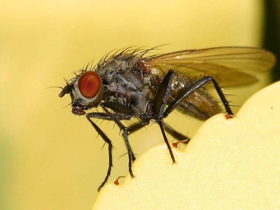 Gefotografeerd in mijn tuin met de 300D plus 100mm 2.8 macro