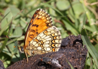 deze vlinder en vlieg waren vande mineralen in een hondedrol aan het smoepen.
 zonder statief liggend op de grond