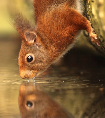 De Eekhoorns behoren nu al tot de vaste bezoekers van de schuilhut die ik bouwde in een oud, gemengd bos. Na de maaltijd hebben ze steeds nood aan wat verfrissing en dat gaat razendsnel! Maar eens je hun gewoontes een beetje kent, lukt het best goed om dat leuke gedrag vast te leggen. 
Enkele verhalen van die boshut kan je lezen op mijn blog: http://glennvermeersch.blogspot.com