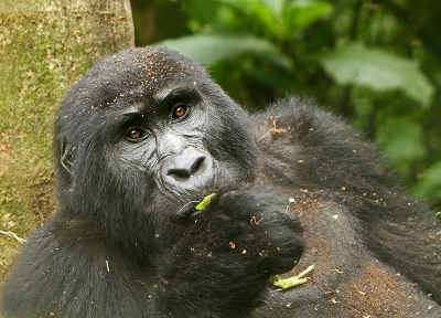 Gorilla beringei beringei / Berggorilla / Mountain Gorilla