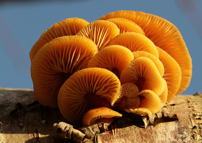 Nature picture: Flammulina velutipes / Fluweelpootje / 