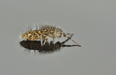 Nature picture: Collembola  (w.s. Orchesella cinta) / Springstaartje / Springtail