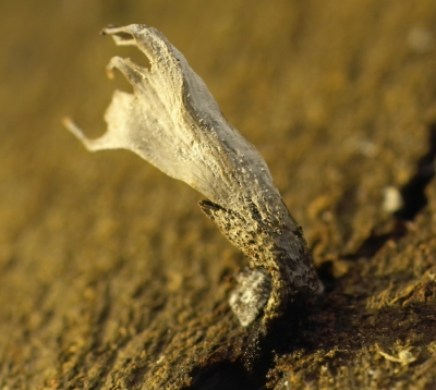 Nature picture: Xylaria hypoxylon / Geweizwam / 