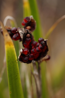 Nature picture: Iris foetidissima / Iris / Stinking iris