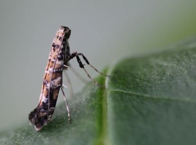 Nature picture: Gracillaria syringella / Seringensteltmot / Lilac Leafminer Moth