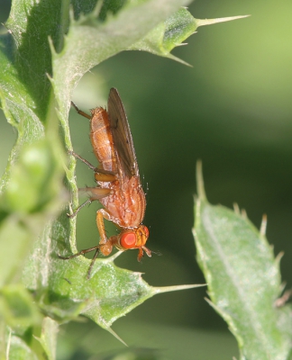 Nature picture: Tetanocera elata / Slakkendoder / Snail-killing Fly